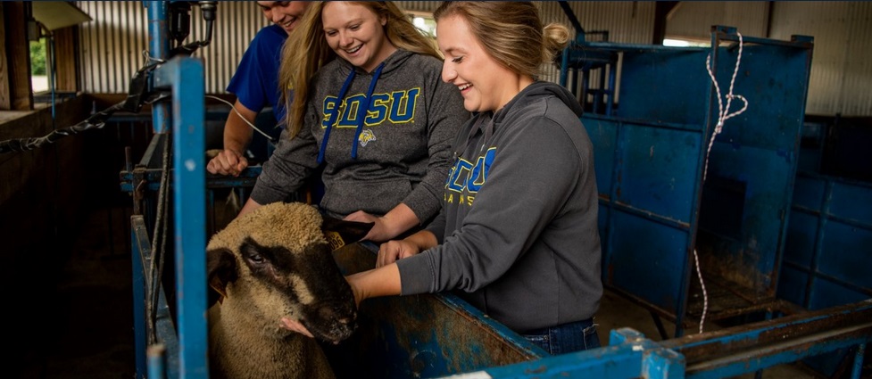 Three students stand next to a sheep.